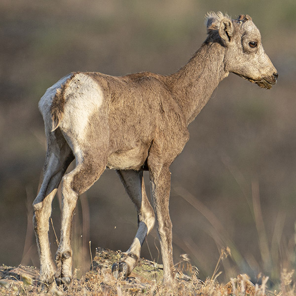 Lambing showing signs of disease